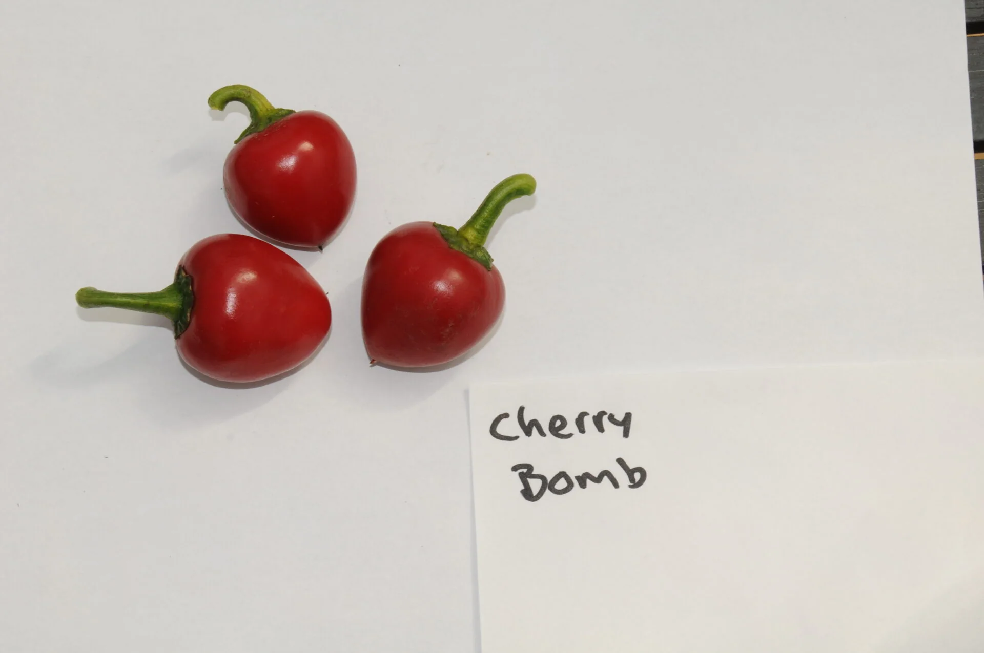 Cherry Bomb – C. annuum