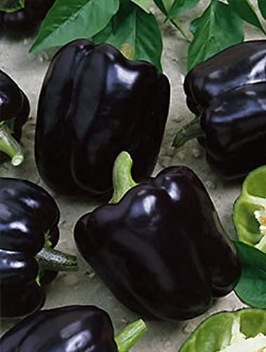 Chili Black Horse - C. annuum