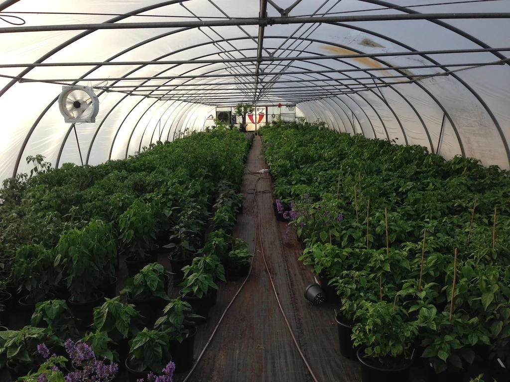 Chiliplante MIX - 6 stk