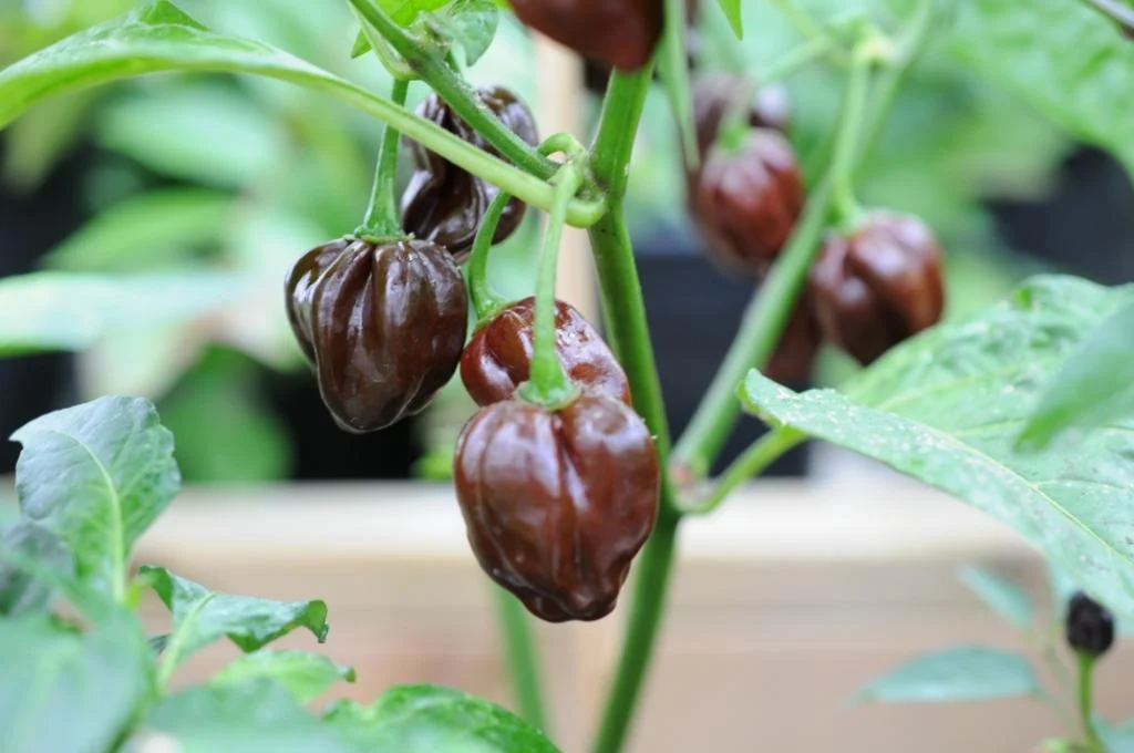 Habanero Chocolate  – 100 gram friske frugter