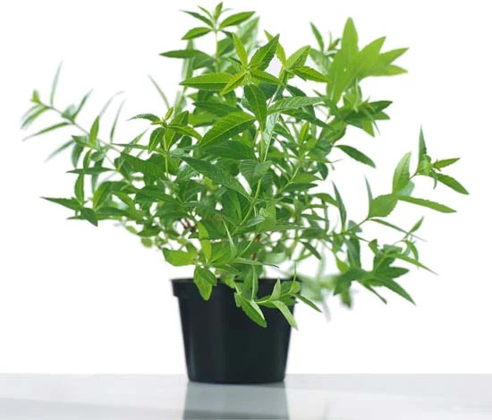 Citronverbena - PLANTE