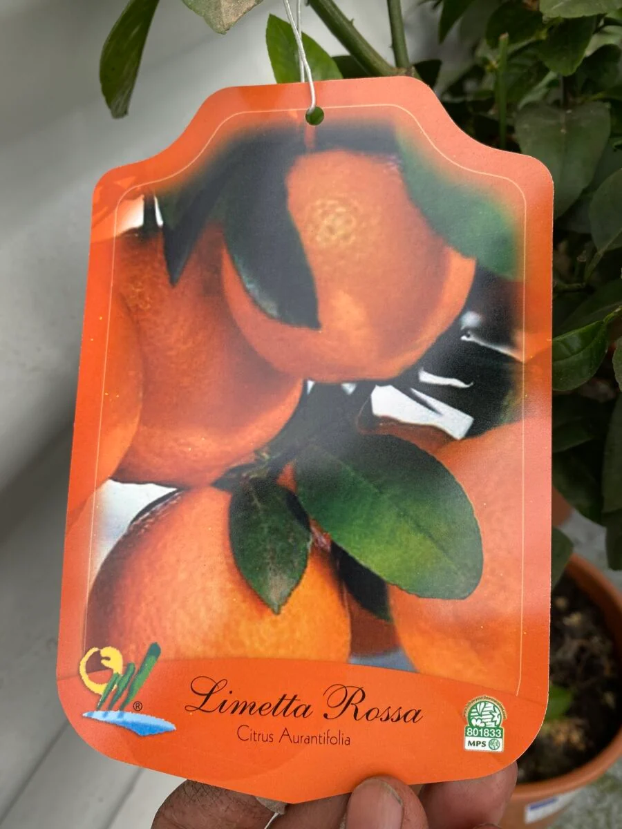 Rød Lime - Citrus x limonia - Plante