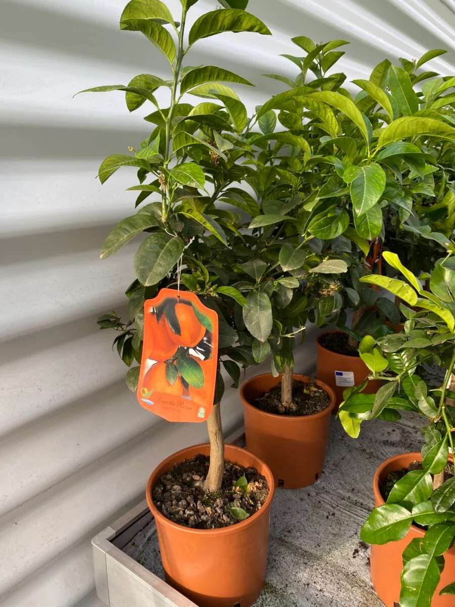 Rød Lime - Citrus x limonia - Plante - Image 7