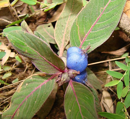 Coccocypelum hirsutum