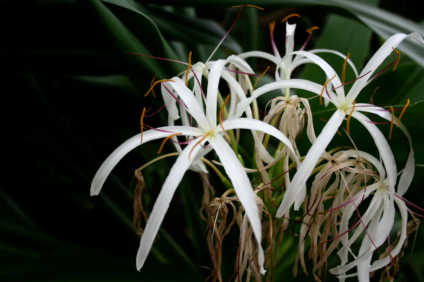 Crinum Lilje - Crinum asiaticum var japonicum - Plante - Image 3