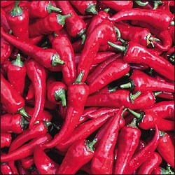 Cyklon - C.annuum - Image 2