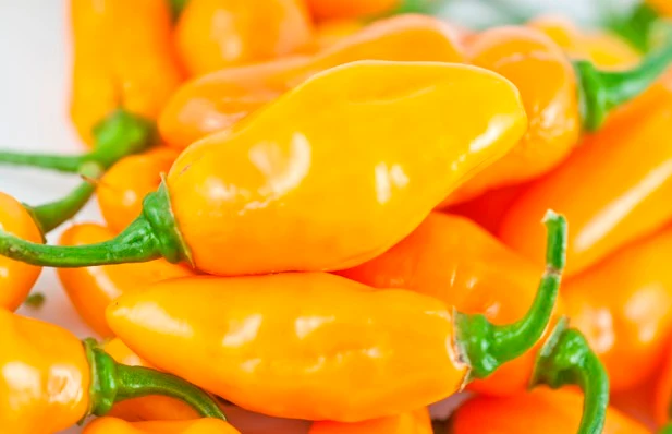 Datil Yellow - C. chinense
