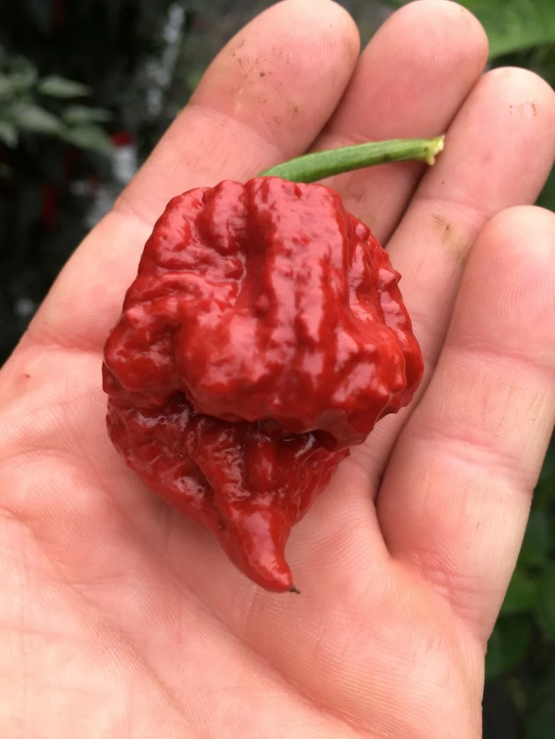 Defcon 7 Pot - C. chinense