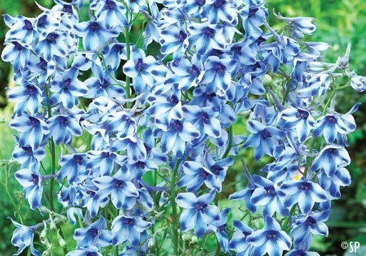 Miniaturebillede 1