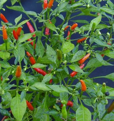 Demon Red - C. annuum