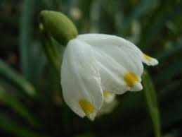 Miniaturebillede 1