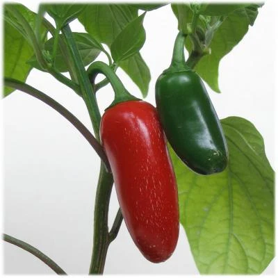 Early Jalapeño - Plante