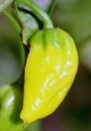 Fatali Gul - Plante