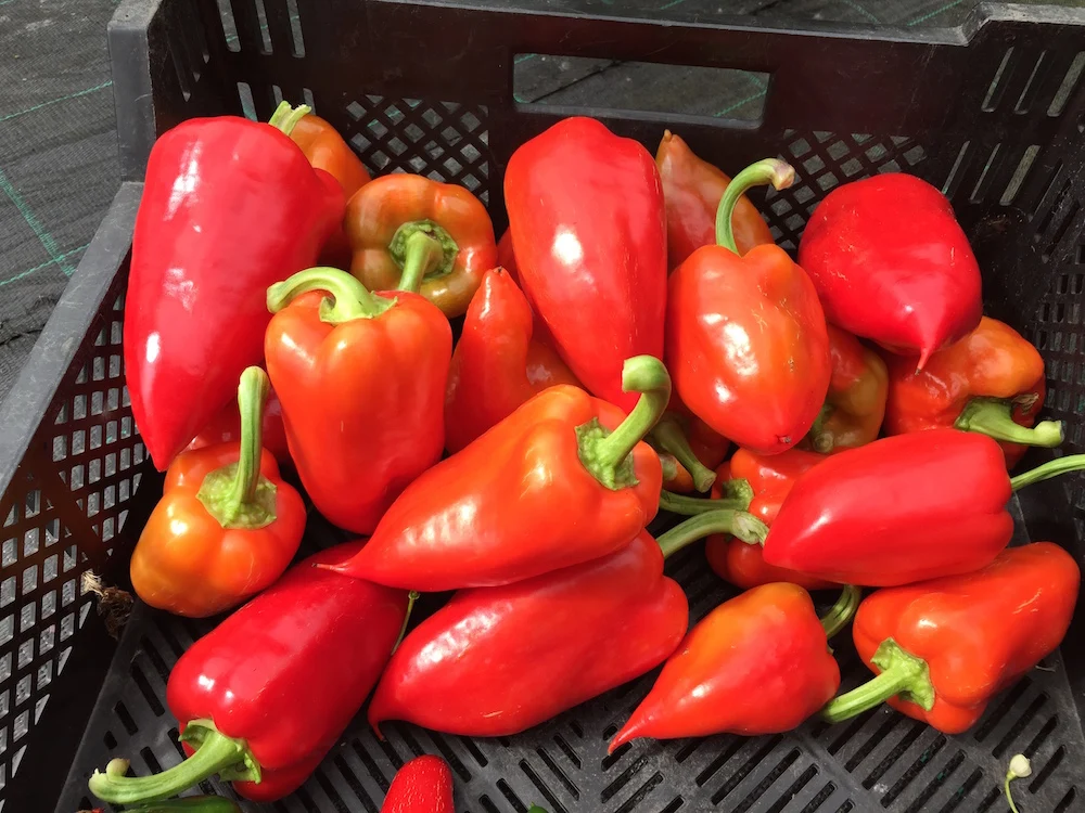 Ferenc Tender - Ungarsk paprika - Plante