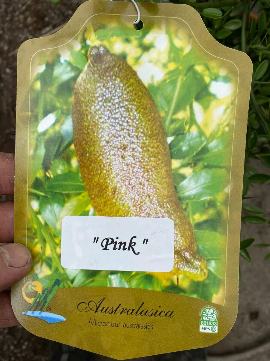 Fingerlime - Citrus australasica microcitrus - Pink - Plante