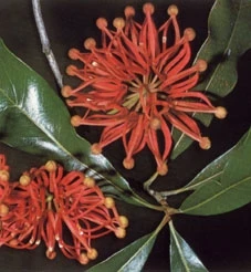 Firewheel Træ - Stenocarpus