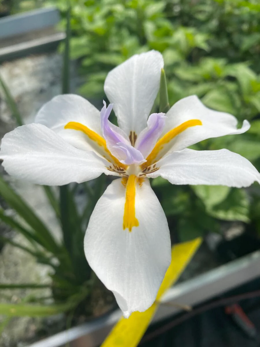 Fjortendages Lilje - Dietes iridioides - Plante