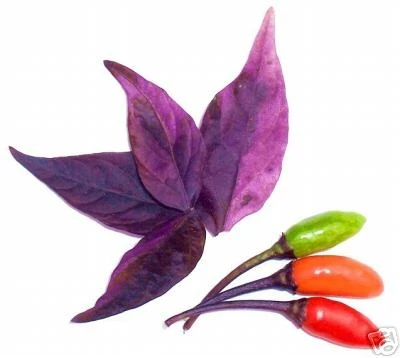 Miniaturebillede 1