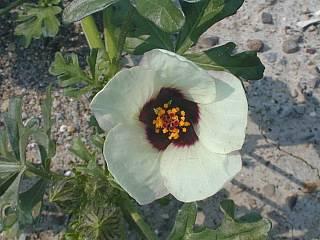 Flower-of-an-hour - Hibiscus trionum