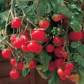 Gartenperle - Krukketomat - Image 2