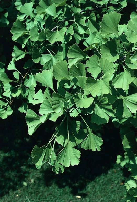 Gingko Biloba - Tempeltræ - i 13 cm potte