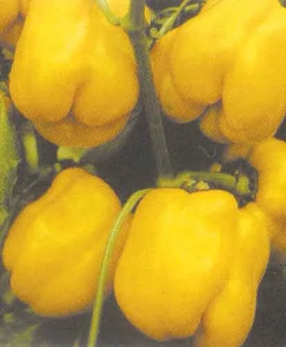 Miniaturebillede 1