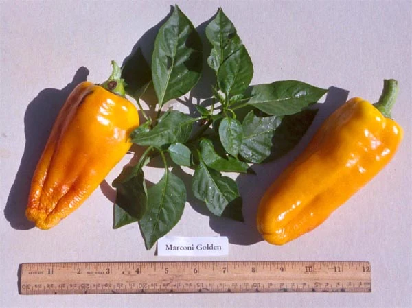 Golden Marconi Italian - Peber - Plante