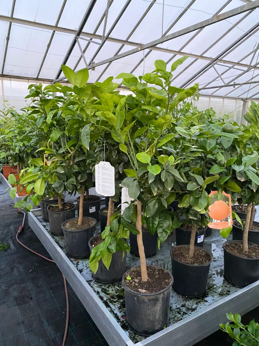 Pink Grapefrugt - Citrus paradisi - Image 2