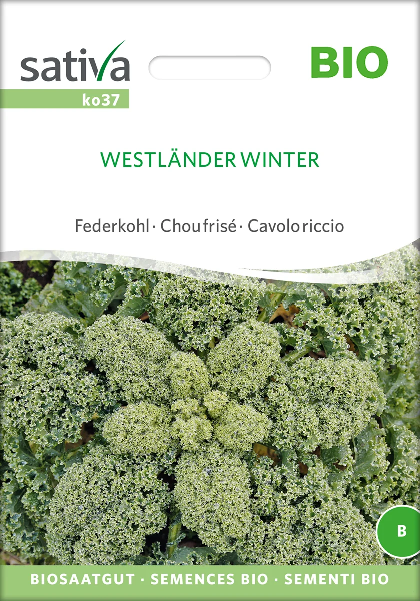 Grønkål- Westländer winter- ØKO