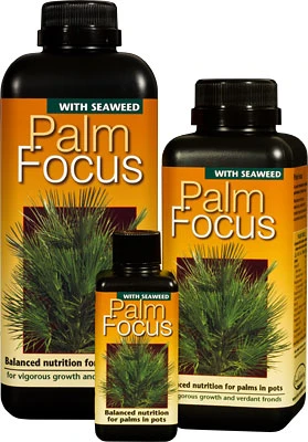 GT Palm Focus 300 ml