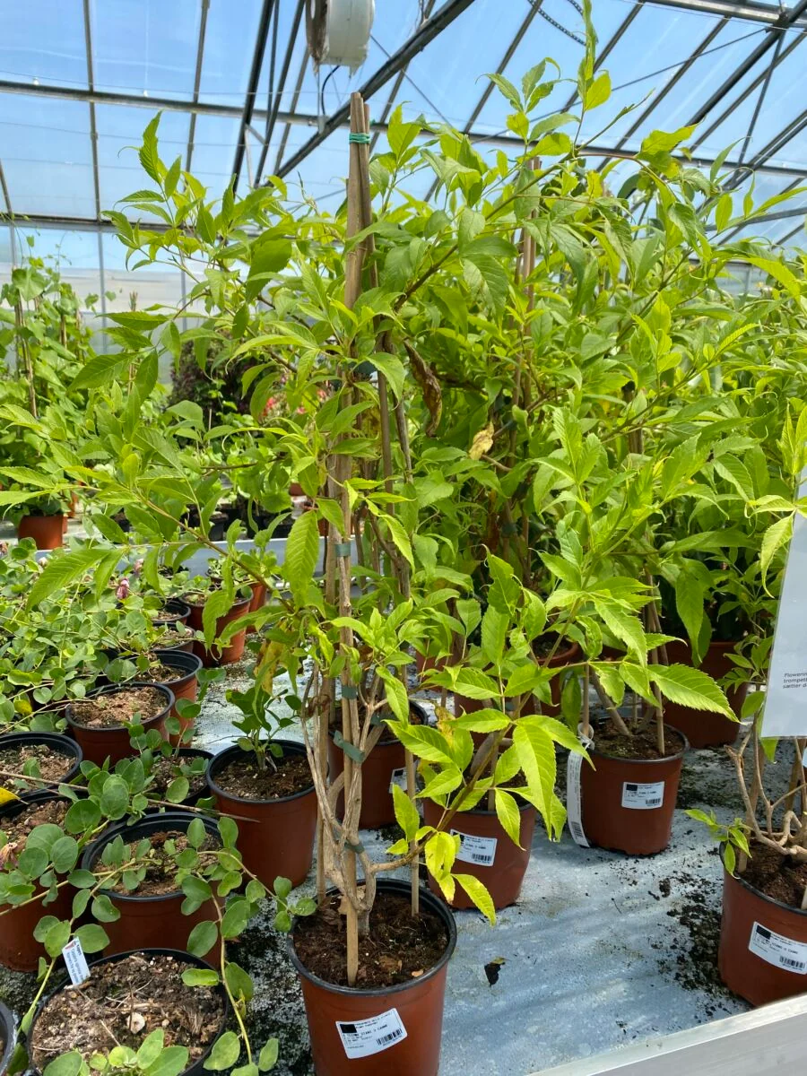 Gul Trompetbusk - Tecoma stans - Plante - Image 2