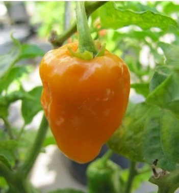 Habanero Naranja Picante – 10 frugter