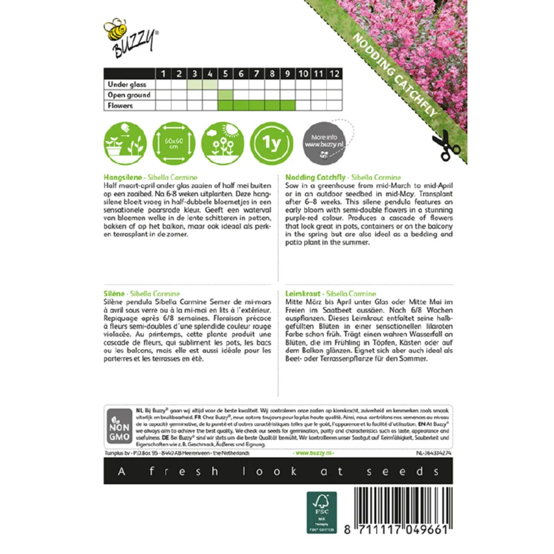 Hængesilene - Silene pendula - Image 2