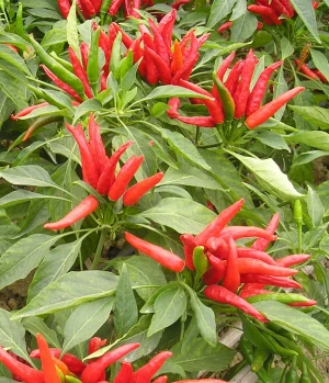 Happy Birds - Chilli *F1*