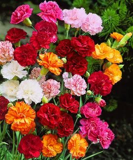 Havenellike - Dianthus Caryophyllus