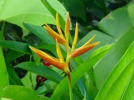 Heliconia Psittacorum