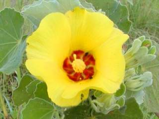 Hibiscus Gul - Hibiscus panduriformis