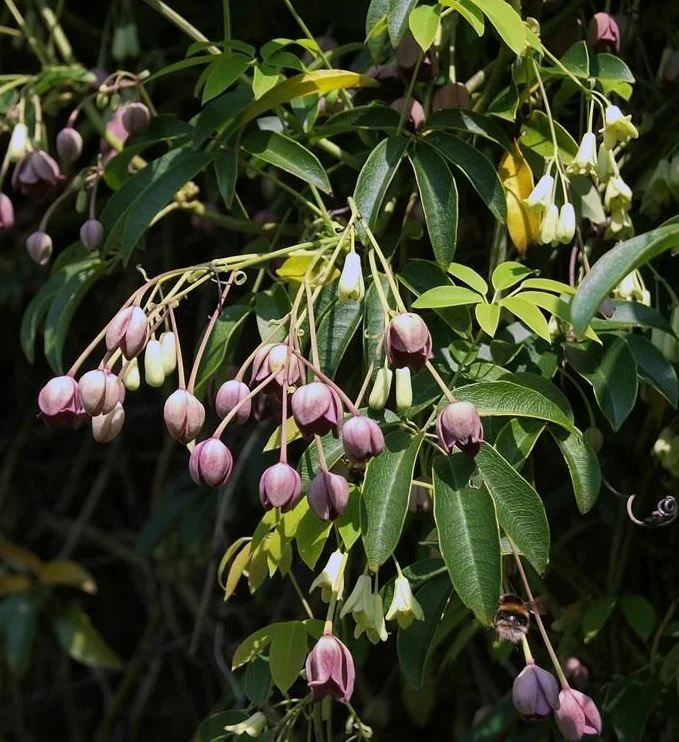Holboellia latifolia