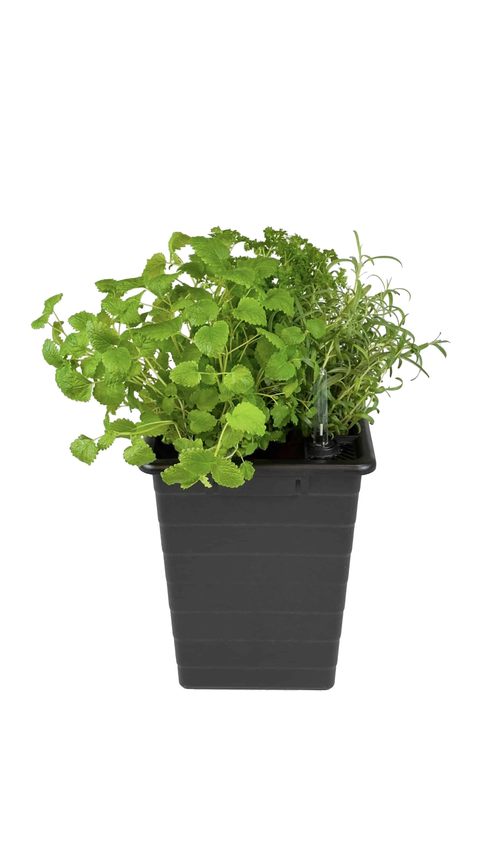 Homefarm - Planter 1 - Selvvandingspotte - Image 2