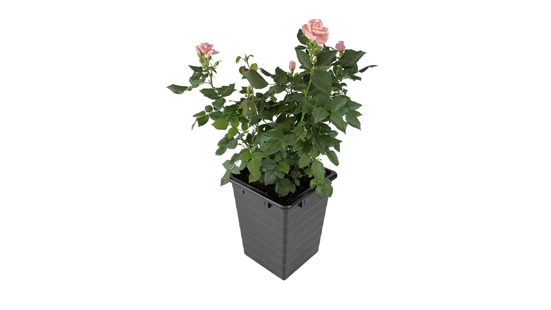 Homefarm - Planter 1 - Selvvandingspotte - Image 4