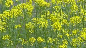 Hvid Sennep - Brassica Hirta