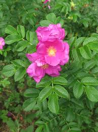 Rynket Rose Pink - Rosa Rugosa Rubra - Image 3