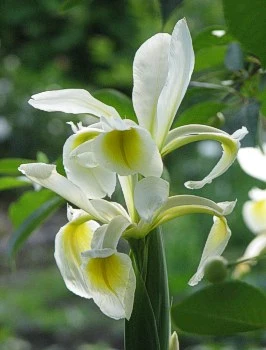 Iris Ochroleuca Orientalis