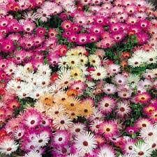 Ismiddagsblomst - Mesembryanthemum magic carpet mix