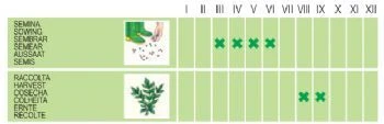 Mynte - Menta - Image 2
