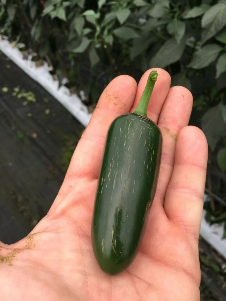 Jalapeño - C. annuum - Image 3