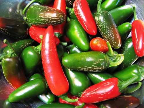 Jalapeño - C. annuum - Image 4