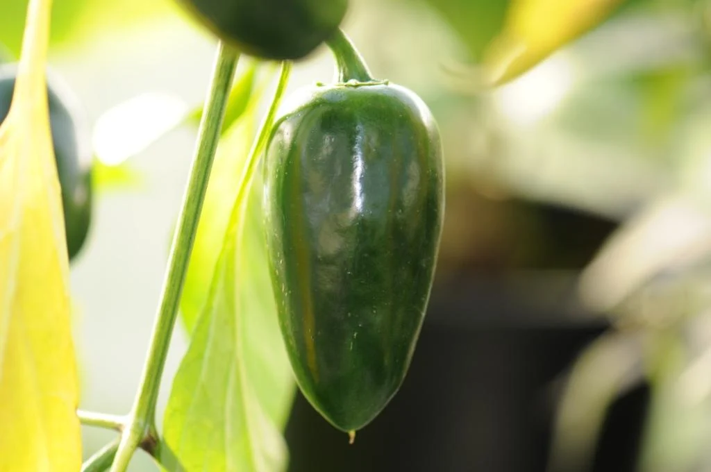 Jalapeño Conchos - C. annuum - Plante