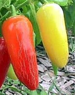 Jaloro - C. annuum