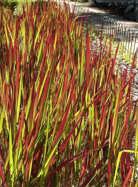 Japansk Blodgræs - Imperata Cylindrica